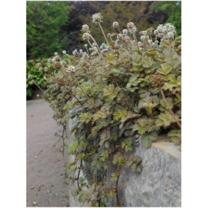 acena drobnolistna (Acaena microphylla) - Świat bylin - sklep internetowy