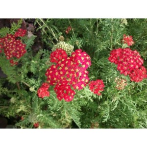 krwawnik pospolity (Achillea millefolium) Paprica- Świat bylin - sklep internetowy