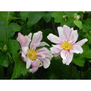 zawilec japoński (Anemone japonica) Konigin Charlotte- Świat bylin - sklep internetowy