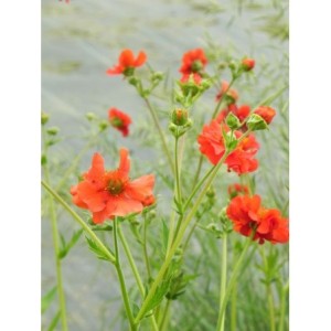 kuklik chilijski (Geum chiloense) Feuerball- Świat bylin - sklep internetowy