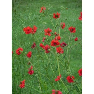 kuklik chilijski (Geum chiloense) Feuerball- Świat bylin - sklep internetowy