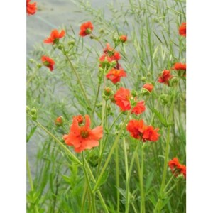 kuklik chilijski (Geum chiloense) Feuerball- Świat bylin - sklep internetowy