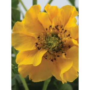 kuklik chilijski (Geum chiloense) Goldball- Świat bylin - sklep internetowy