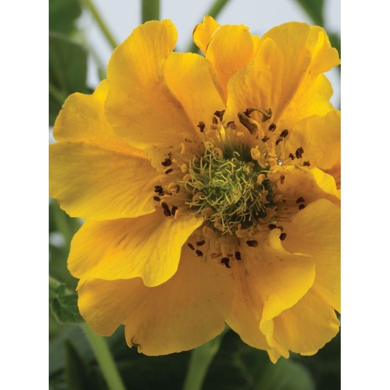 kuklik chilijski (Geum chiloense) Goldball- Świat bylin - sklep internetowy