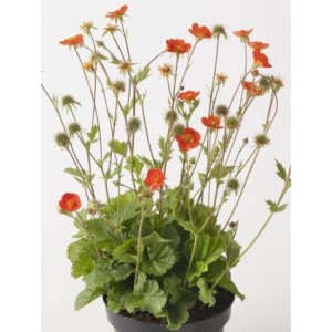 kuklik szkarłatny (Geum coccineum) Tosai Orange- Świat bylin - sklep internetowy