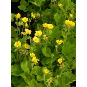 kuklik szkarłatny (Geum coccineum) Tosai Yellow- Świat bylin - sklep internetowy