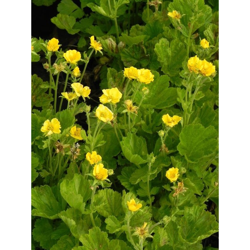 kuklik szkarłatny (Geum coccineum) Tosai Yellow- Świat bylin - sklep internetowy