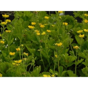 kuklik szkarłatny (Geum coccineum) Tosai Yellow- Świat bylin - sklep internetowy