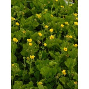 kuklik szkarłatny (Geum coccineum) Tosai Yellow- Świat bylin - sklep internetowy