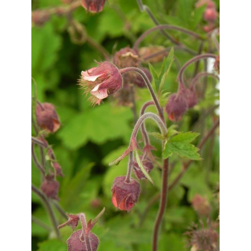 kuklik zwisły (Geum rivale) - Świat bylin - sklep internetowy