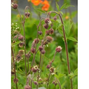 kuklik zwisły (Geum rivale) - Świat bylin - sklep internetowy