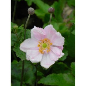 zawilec japoński (Anemone japonica) Konigin Charlotte- Świat bylin - sklep internetowy
