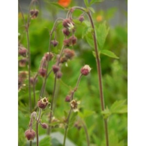 kuklik zwisły (Geum rivale) - Świat bylin - sklep internetowy