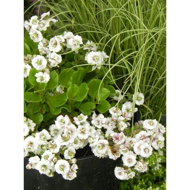 gipsówka rogownicowata (Gypsophila cerastioides) Plena White- Świat bylin - sklep internetowy