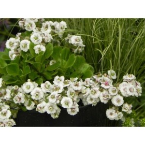 gipsówka rogownicowata (Gypsophila cerastioides) Plena White- Świat bylin - sklep internetowy