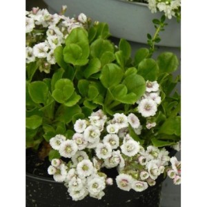 gipsówka rogownicowata (Gypsophila cerastioides) Plena White- Świat bylin - sklep internetowy