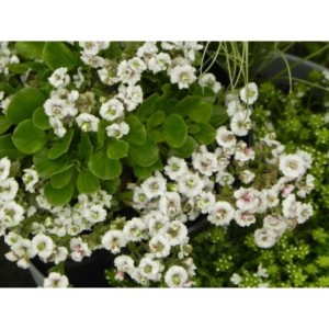 gipsówka rogownicowata (Gypsophila cerastioides) Plena White- Świat bylin - sklep internetowy