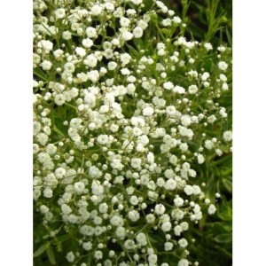 gipsówka wiechowata (Gypsophila paniculata) Festival White Flare- Świat bylin - sklep internetowy