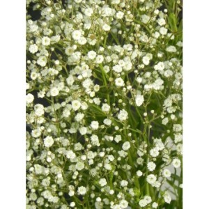 gipsówka wiechowata (Gypsophila paniculata) Festival White Flare- Świat bylin - sklep internetowy