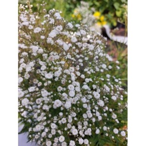 gipsówka wiechowata (Gypsophila paniculata) Festival White Flare- Świat bylin - sklep internetowy