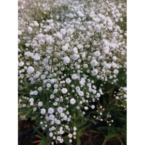 gipsówka wiechowata (Gypsophila paniculata) Festival White Flare- Świat bylin - sklep internetowy