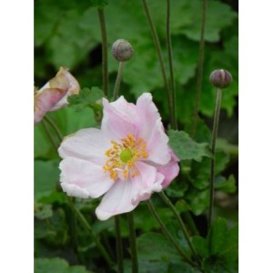 zawilec japoński (Anemone japonica) Konigin Charlotte- Świat bylin - sklep internetowy