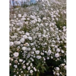 gipsówka wiechowata (Gypsophila paniculata) Festival White Flare- Świat bylin - sklep internetowy