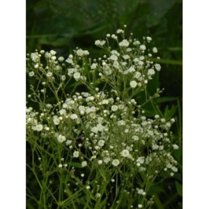 gipsówka wiechowata (Gypsophila paniculata) Festival White Flare- Świat bylin - sklep internetowy