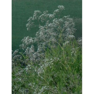 gipsówka wiechowata (Gypsophila paniculata) Snowflake- Świat bylin - sklep internetowy
