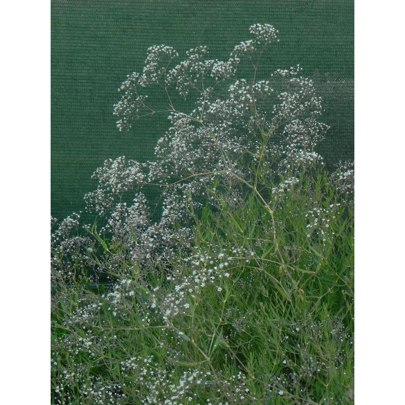 gipsówka wiechowata (Gypsophila paniculata) Snowflake- Świat bylin - sklep internetowy