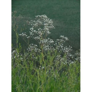 gipsówka wiechowata (Gypsophila paniculata) Snowflake- Świat bylin - sklep internetowy