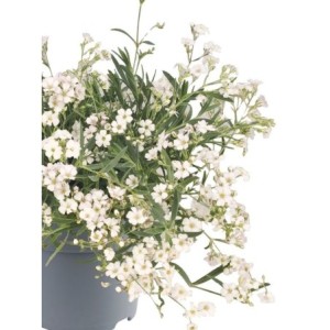 łyszczec rozesłany (Gypsophila repens) Filou White- Świat bylin - sklep internetowy