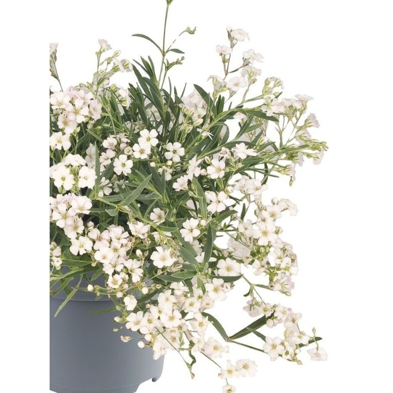 łyszczec rozesłany (Gypsophila repens) Filou White- Świat bylin - sklep internetowy