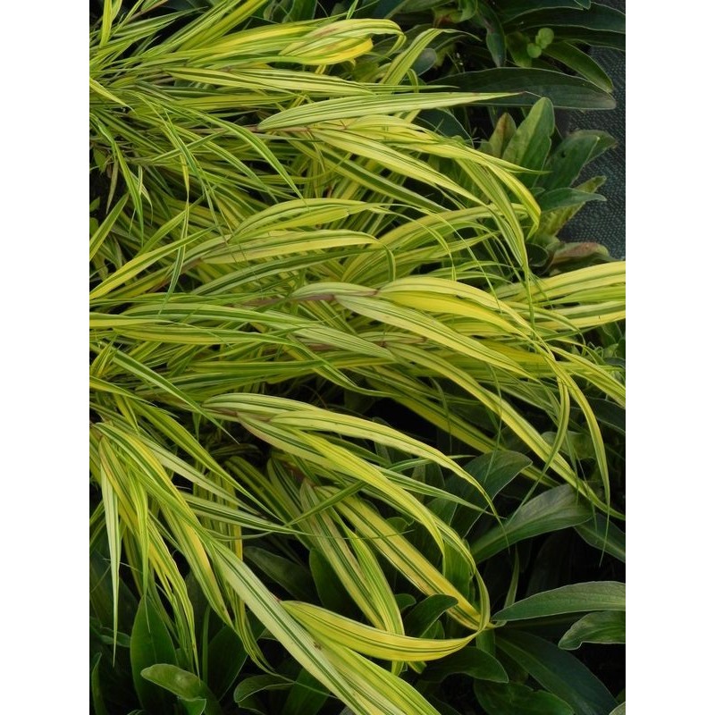 hakonechloa smukła (Hakonechloa macra) Aureola- Świat bylin - sklep internetowy