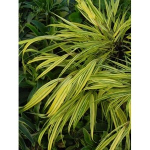 hakonechloa smukła (Hakonechloa macra) Aureola- Świat bylin - sklep internetowy