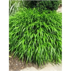 hakonechloa smukła (Hakonechloa macra) Greenhills- Świat bylin - sklep internetowy