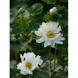 zawilec japoński (Anemone japonica) Wirbelwind- Świat bylin - sklep internetowy