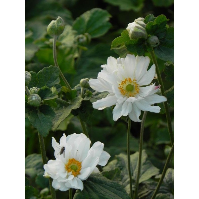 zawilec japoński (Anemone japonica) Wirbelwind- Świat bylin - sklep internetowy