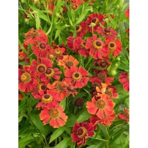 dzielżan (Helenium x) Potter`s Wheel- Świat bylin - sklep internetowy