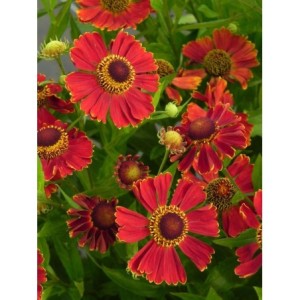 dzielżan (Helenium x) Potter`s Wheel- Świat bylin - sklep internetowy