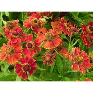 dzielżan (Helenium x) Potter`s Wheel- Świat bylin - sklep internetowy