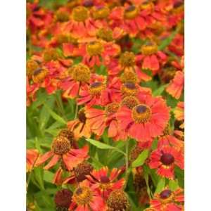 dzielżan (Helenium x) Potter`s Wheel- Świat bylin - sklep internetowy