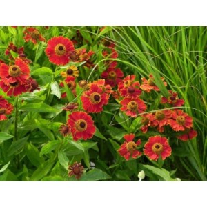 dzielżan (Helenium x) Potter`s Wheel- Świat bylin - sklep internetowy