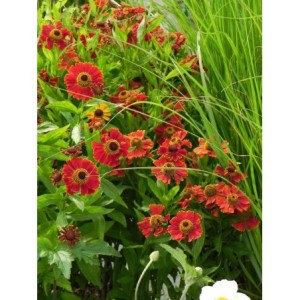 dzielżan (Helenium x) Potter`s Wheel- Świat bylin - sklep internetowy