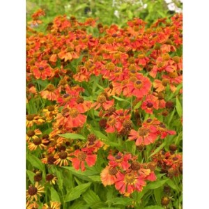 dzielżan (Helenium x) Potter`s Wheel- Świat bylin - sklep internetowy