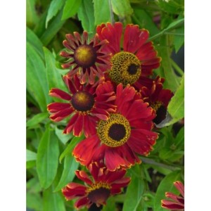 dzielżan (Helenium x) Potter`s Wheel- Świat bylin - sklep internetowy