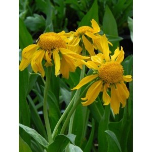 dzielżan Hoopese (Helenium hoopesii) - Świat bylin - sklep internetowy