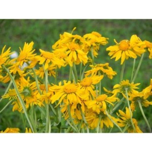 dzielżan Hoopese (Helenium hoopesii) - Świat bylin - sklep internetowy