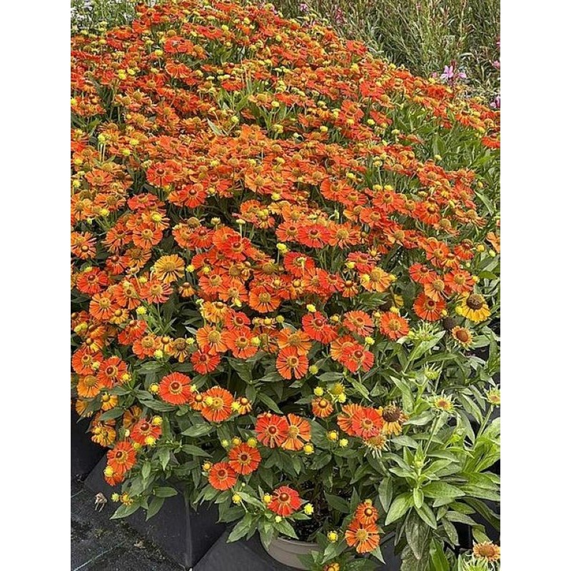 dzielżan ogrodowy (Helenium hybridum) Little Orange- Świat bylin - sklep internetowy