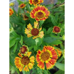 dzielżan ogrodowy (Helenium hybridum) Ranchera- Świat bylin - sklep internetowy